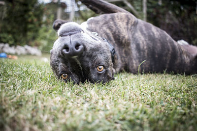 Portrait of pit bull terrier lying on field