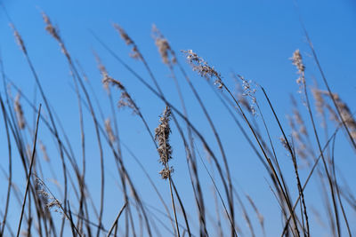 Close-up of grass stalks against clear blue sky
