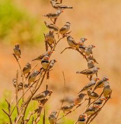 Close-up of bird perching on tree