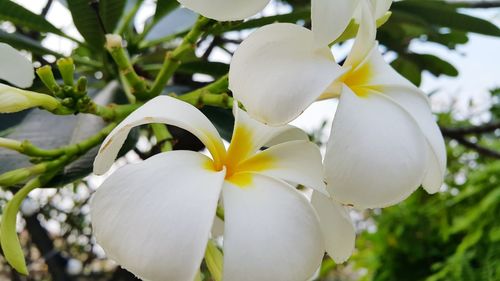 Close-up of white frangipani blooming on tree