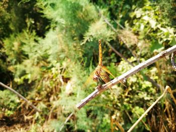 Close-up of dragonfly on plant