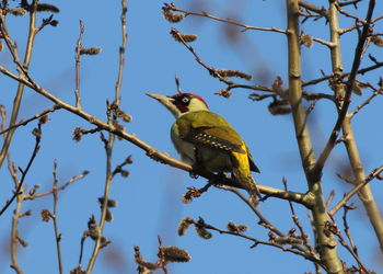 Low angle view of bird perching on branch