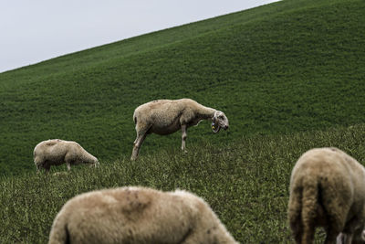 Sheep grazing in a field