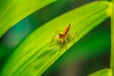 Close-up of insect on leaf