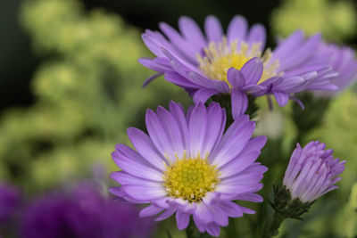 Close-up of pink and purple flower