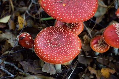 High angle view of fly agaric mushroom on field