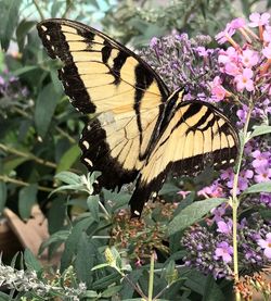 Butterfly on purple flower