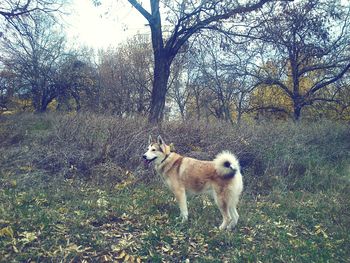 Dog standing on field