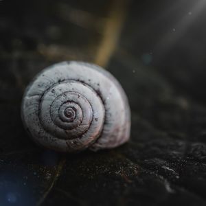 Snail in the nature