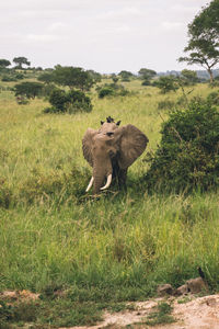animal