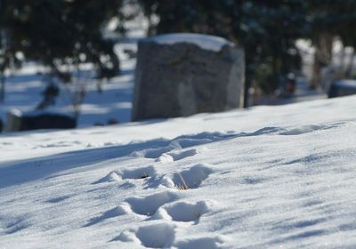 Deer tracks in cemetery