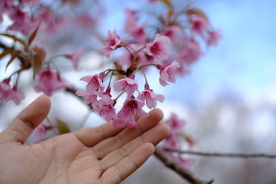 Close-up of hand holding cherry blossom during autumn