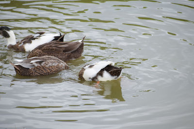 High angle view of ducks swimming in lake