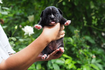 Close-up of hand holding small dog