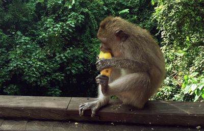 Close-up of monkey sitting on tree