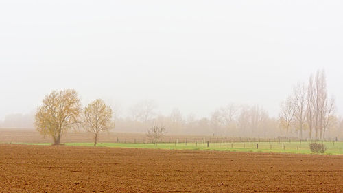 Trees on field against clear sky