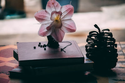 Close-up of pink flower on table