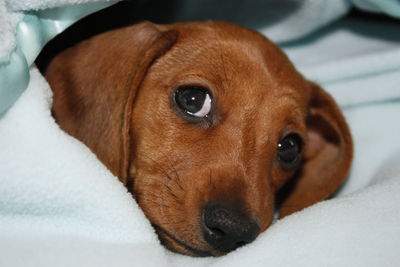 Close-up portrait of dog lying on bed