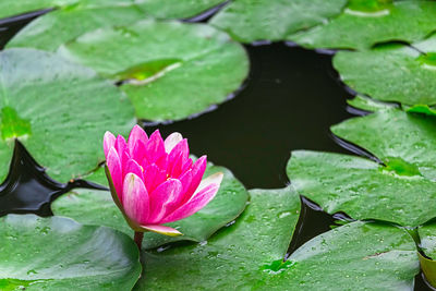 Close-up of lotus water lily in pond