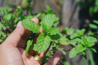 Close-up of hand holding leaf