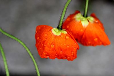 Close up of wet poppy flowers