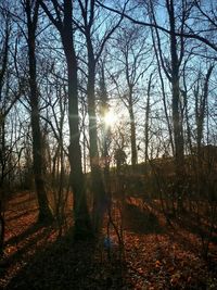 Sun shining through trees in forest