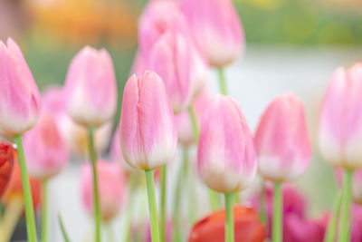 Close-up of pink tulips on field