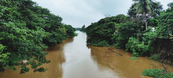 Panoramic view of river amidst trees in forest against sky