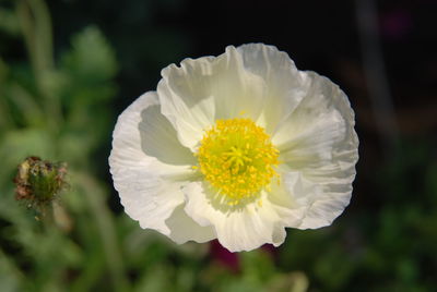 Close-up of yellow flower