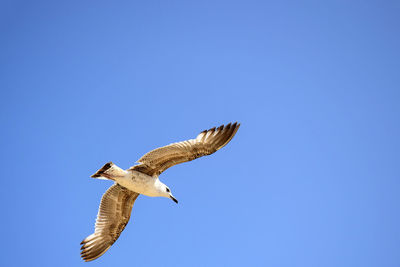 Large white seagull flies in blue sky, freedom in wildlife. close-up. copy space.