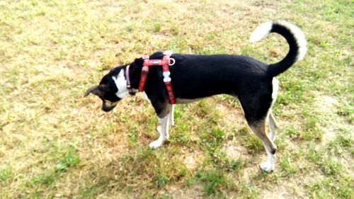 Black dog running in grass