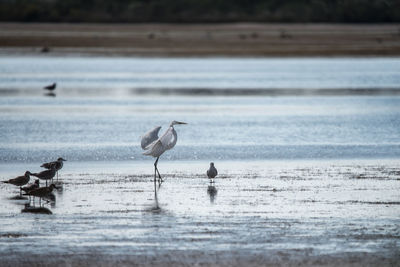 Seagulls perching on a beach