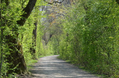 Scenic view of forest