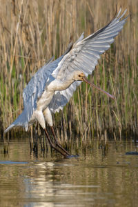 View of a bird drinking water