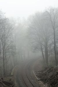 View of bare trees in foggy weather