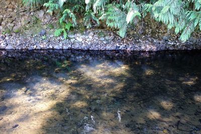 Reflection of trees in water