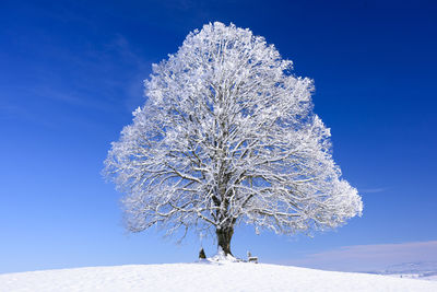 Snow covered tree against clear blue sky
