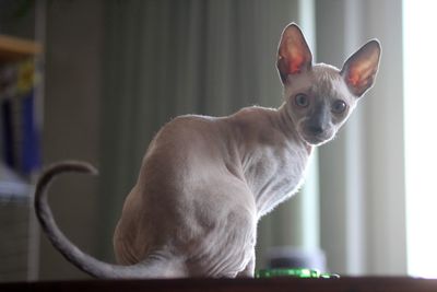 A cornish rex kitten 