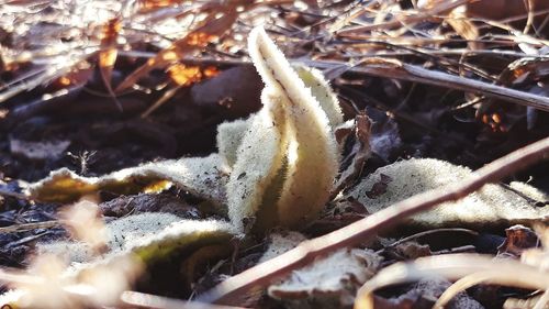 Close-up of dry leaves on field during winter