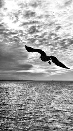 Bird flying over sea