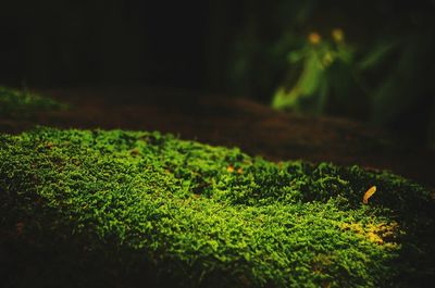 Plants growing on field at night