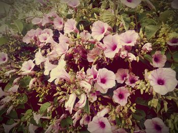 Flowers blooming on plant