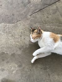 High angle view of cat resting on footpath