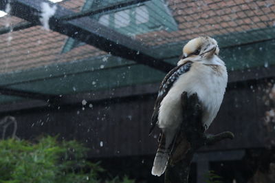 Close-up of bird perching on wall