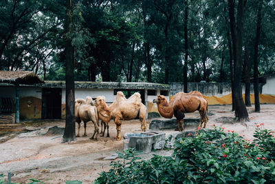 Cows standing in a farm