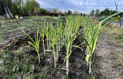 Plants growing on field