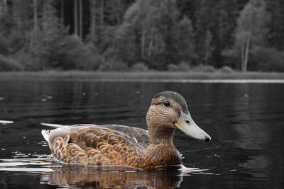 Duck swimming in lake