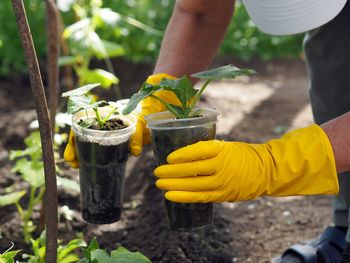 Cucumber seedling in the hands of a woman growing natural vegetables.selective focus.