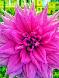 Close-up of pink dahlia flower