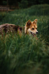 View of a dog on field